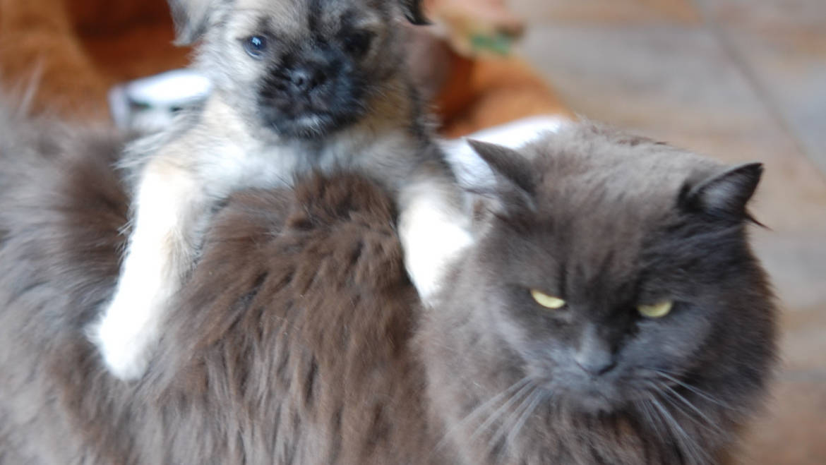 Spaying and Neutering