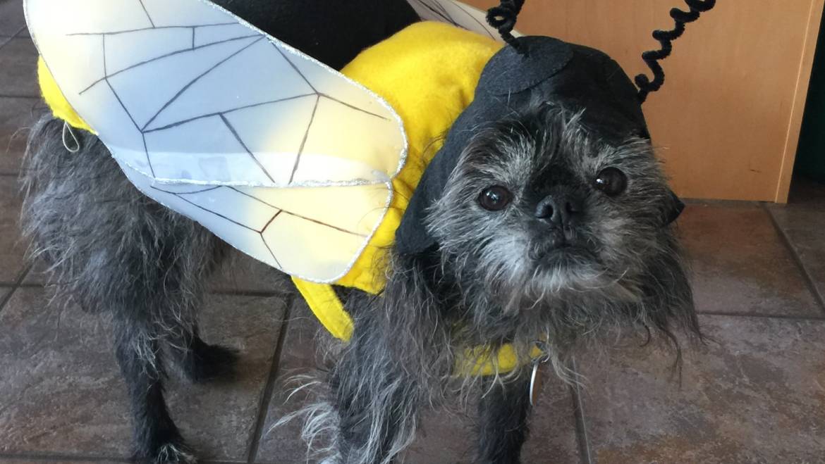 Bees Need Drugs Too!