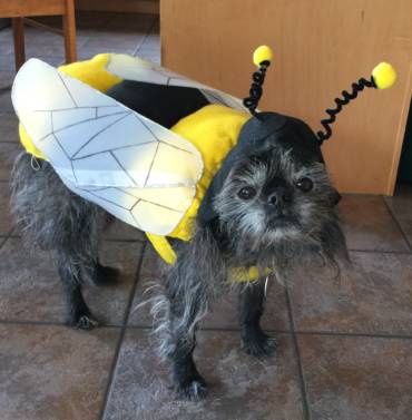 Bees Need Drugs Too!